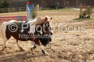 Poney_3_CSO_10h47_255.jpg